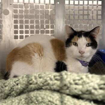 Holland -  Domestic Short Hair Cat Available for Adoption in Mount Vernon, Indiana - Holland | PetCurious
