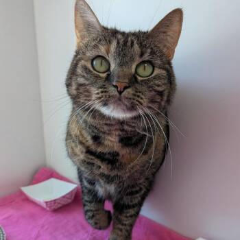 Domestic Short Hair Cats Available for Adoption in Downers Grove, Illinois - Kitty Magic | PetCurious