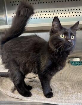 MARSHA -  Domestic Long Hair Cat for Adoption in Kalamazoo, Michigan - MARSHA | PetCurious