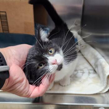 Xena -  Domestic Short Hair Cat for Adoption in Walker, Michigan - Xena | PetCurious