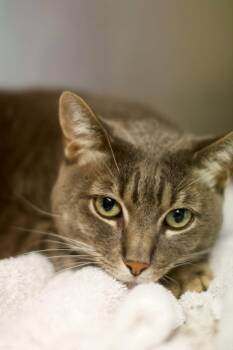 Casper -  Domestic Short Hair Cat for Adoption in Umatilla, Florida - Casper | PetCurious