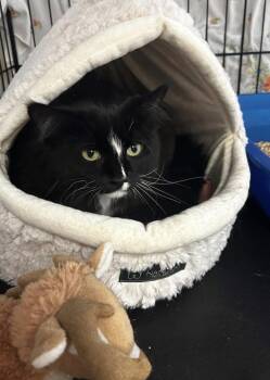 Domestic Medium Hair Cats Available for Adoption - Ola (Bonded With Erielle) | PetCurious