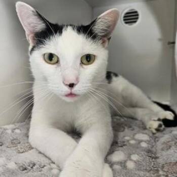 Ollie -  Domestic Short Hair Cat for Adoption in Phoenixville, Pennsylvania - Ollie | PetCurious