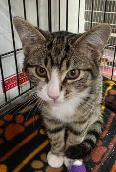Rescue Domestic Short Hair Cats for Adoption in South Bend, Indiana - Victor *IN FOSTER* | PetCurious