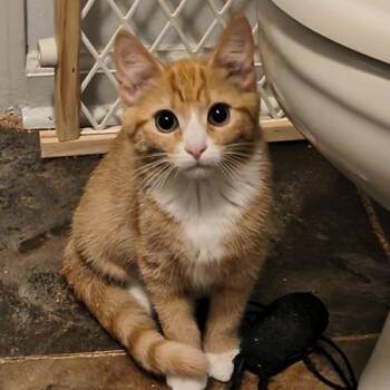 Nancy Drew -  Domestic Short Hair Cat for Adoption in Knoxville, Tennessee - Nancy Drew | PetCurious
