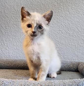 THUNDERMAN -  Domestic Short Hair Cat for Adoption in Colorado Springs, Colorado - THUNDERMAN | PetCurious