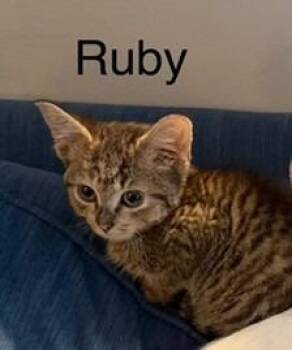 2026-52 Ruby - in foster -  Domestic Short Hair Cat for Adoption in Windsor, Connecticut - 2026-52 Ruby - In Foster | PetCurious