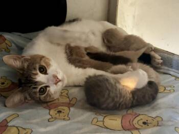 Calico Cats Available for Adoption - Genesis | PetCurious