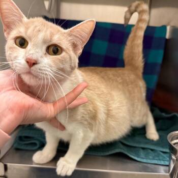 Lilly Bug -  Domestic Short Hair Cat for Adoption in Council Bluffs, Iowa - Lilly Bug | PetCurious
