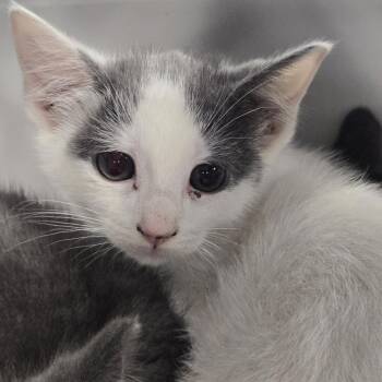 Baklava -  Domestic Short Hair Cat for Adoption in Newark, New Jersey - Baklava | PetCurious
