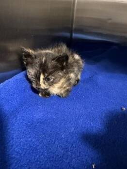 Nico Robin -  Domestic Short Hair Cat for Adoption in Fort Worth, Texas - Nico Robin | PetCurious