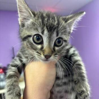 Mushu -  Domestic Short Hair Cat for Adoption in New York, New York - Mushu | PetCurious