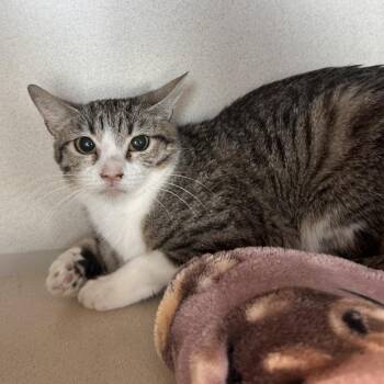 Domestic Short Hair Cats Available for Adoption in Reno, Nevada - Morosha | PetCurious
