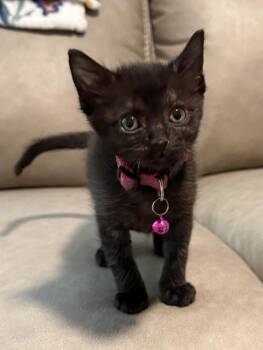 Teta -  Domestic Short Hair Cat for Adoption in Bossier City, Louisiana - Teta | PetCurious