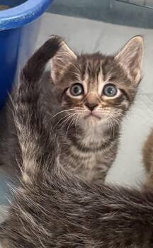 Christina -  Domestic Medium Hair Cat for Adoption in East Amherst, New York - Christina | PetCurious