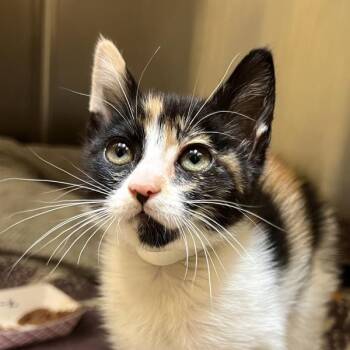 Domestic Short Hair Cats Available for Adoption in Walnut Creek, California - Orange Dog | PetCurious