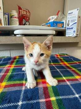 Michael -  Domestic Short Hair Cat for Adoption in Marion, Ohio - Michael | PetCurious