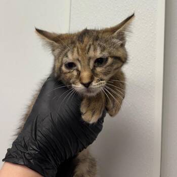 Leek -  Domestic Short Hair Cat for Adoption in Abilene, Texas - Leek | PetCurious