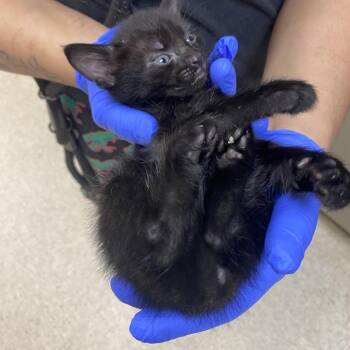 Domestic Short Hair Cats Available for Adoption in Columbus, Georgia - 05/02/2026-Stray-HamiltonRoad-4 | PetCurious