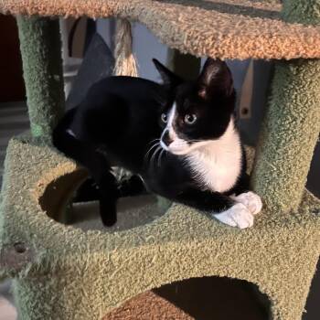 Milo -  Domestic Short Hair Cat for Adoption in Randolph, Massachusetts - Milo | PetCurious