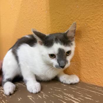 Hot Tamale -  Domestic Short Hair Cat for Adoption in Fresno, California - Hot Tamale | PetCurious