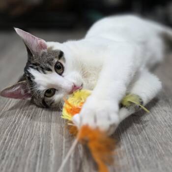 Rescue Domestic Short Hair Cats for Adoption in Mastic, New York - Russell | PetCurious