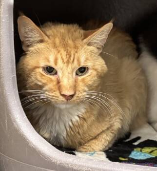 Rescue Domestic Short Hair Cats for Adoption in Golden, Colorado - Utz | PetCurious