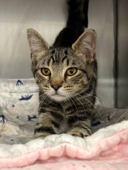 Bacon -  Domestic Short Hair Cat for Adoption in Gillette, Wyoming - Bacon | PetCurious