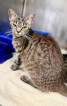 Winnie -  Domestic Short Hair Cat for Adoption in Danielsville, Georgia - Winnie | PetCurious