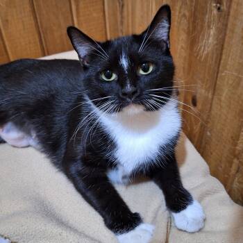 Rescue Domestic Short Hair Cats for Adoption in Tylertown, Mississippi - Tally | PetCurious