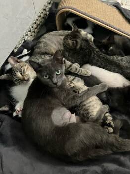 Pamela -  Domestic Short Hair Cat for Adoption in Alafaya, Florida - Pamela | PetCurious