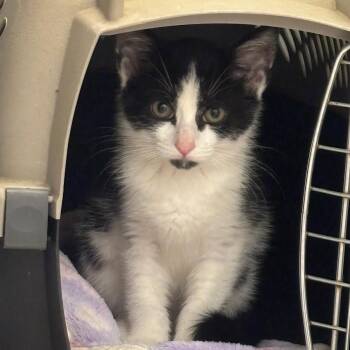 Domestic Short Hair Cats Available for Adoption in Williston, Florida - Havarti | PetCurious