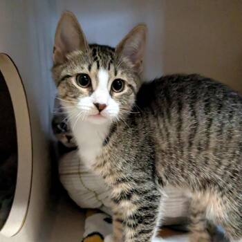 Domestic Short Hair Cats Available for Adoption in Providence, Rhode Island - Kumquat | PetCurious