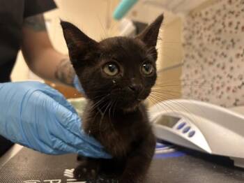 GNOMEO -  Domestic Long Hair Cat for Adoption in Riverside, California - GNOMEO | PetCurious