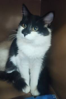 Rescue Domestic Medium Hair and Domestic Short Hair Cats for Adoption in Seneca, South Carolina - Tortilla -$150 | PetCurious