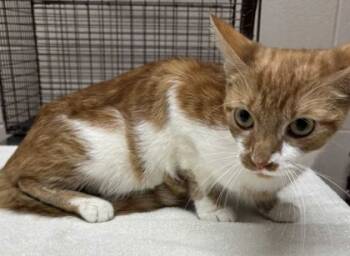 Rescue Domestic Short Hair Cats for Adoption in New Albany, Indiana - Delia Deetz | PetCurious