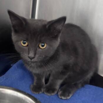 Dragonsheen -  Domestic Short Hair Cat for Adoption in Indianapolis, Indiana - Dragonsheen | PetCurious