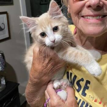 Lola -  Domestic Medium Hair Cat for Adoption in Winston-salem, North Carolina - Lola | PetCurious