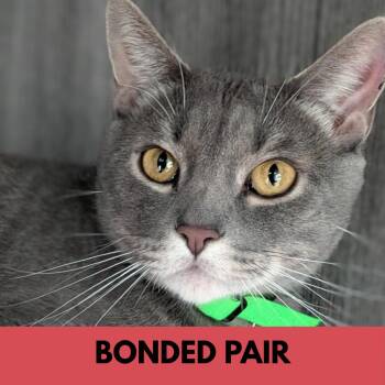 Domestic Short Hair Cats Available for Adoption in Lakewood, Colorado - Joey | PetCurious