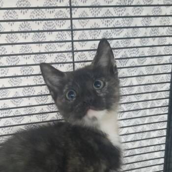 Rescue American Shorthair Cats for Adoption in Charleston, South Carolina - Bluey Jr | PetCurious