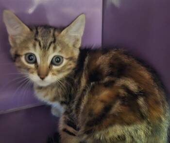 HEATH BAR CRUNCH* -  Domestic Short Hair Cat for Adoption in Santa Cruz, California - HEATH BAR CRUNCH* | PetCurious