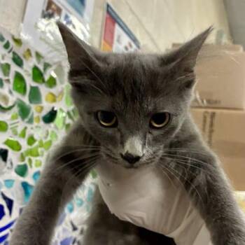 PENELOPE -  Domestic Short Hair Cat for Adoption in Pensacola, Florida - PENELOPE | PetCurious