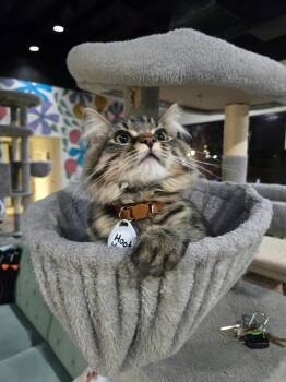 HootHoot -  Domestic Medium Hair Cat for Adoption in Tucson, Arizona - HootHoot | PetCurious