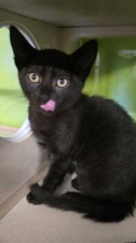 Domestic Short Hair Cats Available for Adoption - LOKI | PetCurious