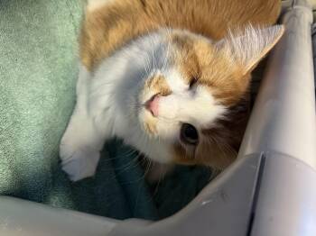 Tipper -  Domestic Long Hair Cat for Adoption in Brookings, South Dakota - Tipper | PetCurious