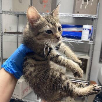 Domestic Short Hair Cats Available for Adoption in Philadelphia, Pennsylvania - Amazon Echo | PetCurious