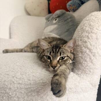 Suki -  Domestic Short Hair Cat for Adoption - Suki | PetCurious