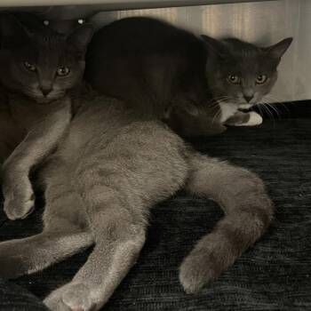 Madeleine -  Domestic Short Hair Cat for Adoption in Brockton, Massachusetts - Madeleine | PetCurious