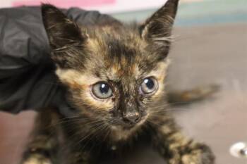 INNY -  Domestic Short Hair Cat for Adoption in Columbia, South Carolina - INNY | PetCurious