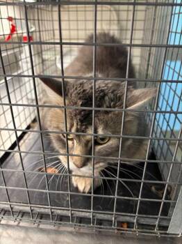 BRUENOR -  Domestic Medium Hair and Domestic Short Hair Cat for Adoption in Grand Prairie, Texas - BRUENOR | PetCurious